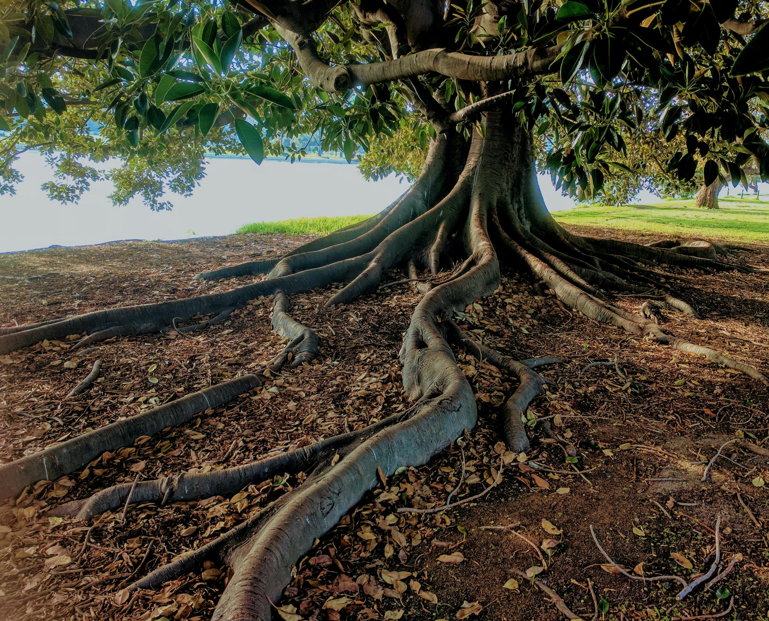 Explore the striking roots of a big fig tree in Albert Park, Australia. Nature's intricate beauty captured.